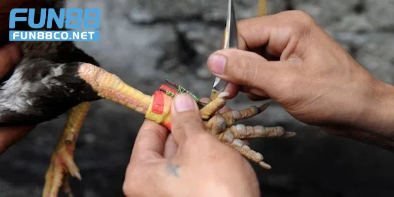 Gà chiến với cựa dao cực gắt
